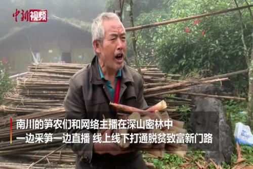 当笋农遇上主播 边采竹笋边直播