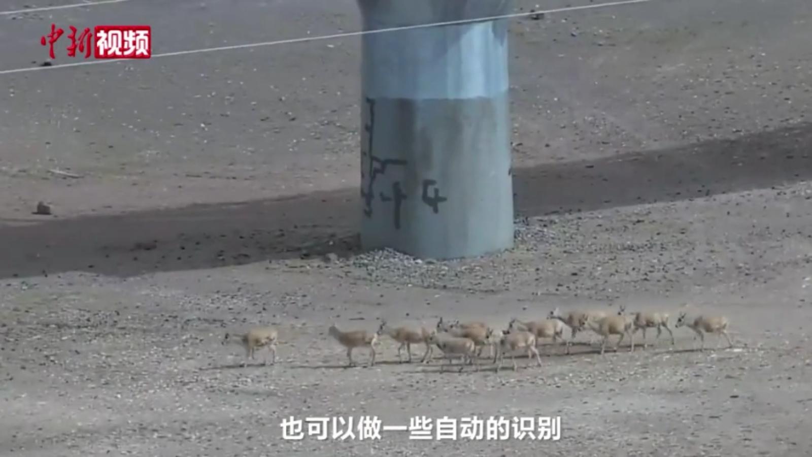 科技助力 从国家公园“千里眼”看藏羚羊迁徙过程